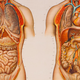 Illustration for article titled A Brief History of the Body Told Through 10 Eye-Popping Drawings